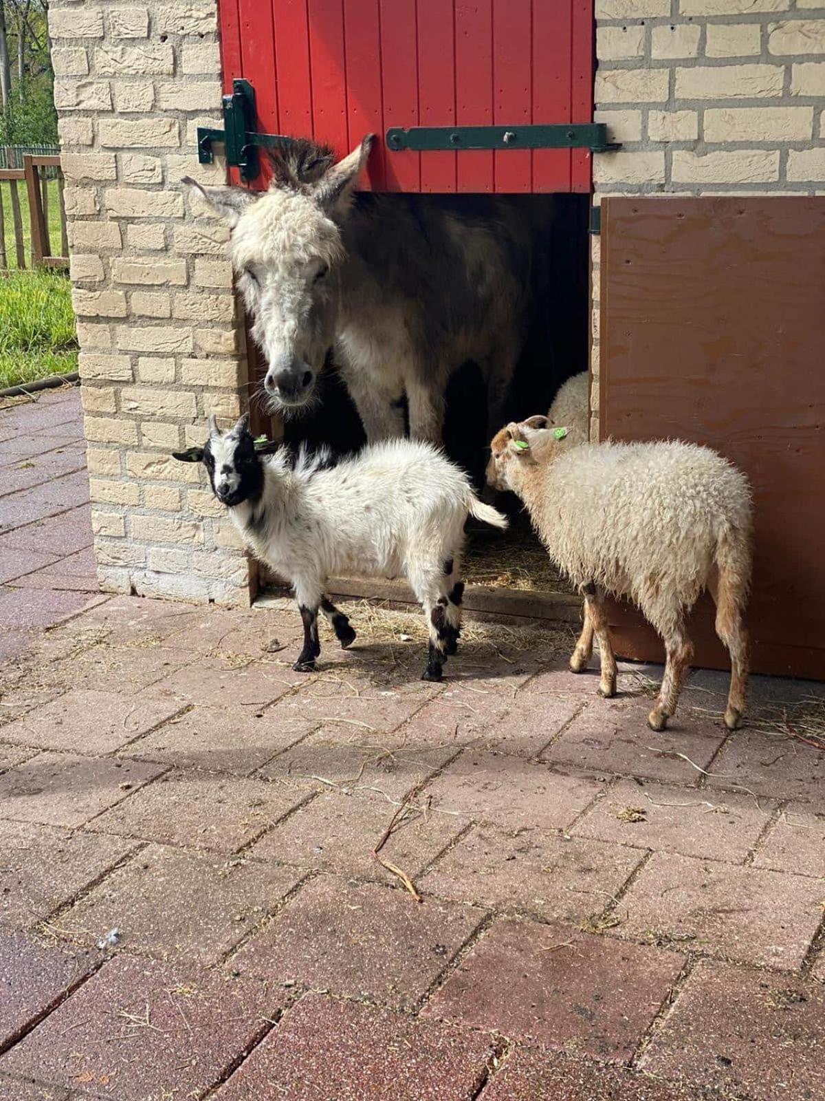 Het Huys Ewijk Mooi Luxe En Een Laadpaal Esterno foto