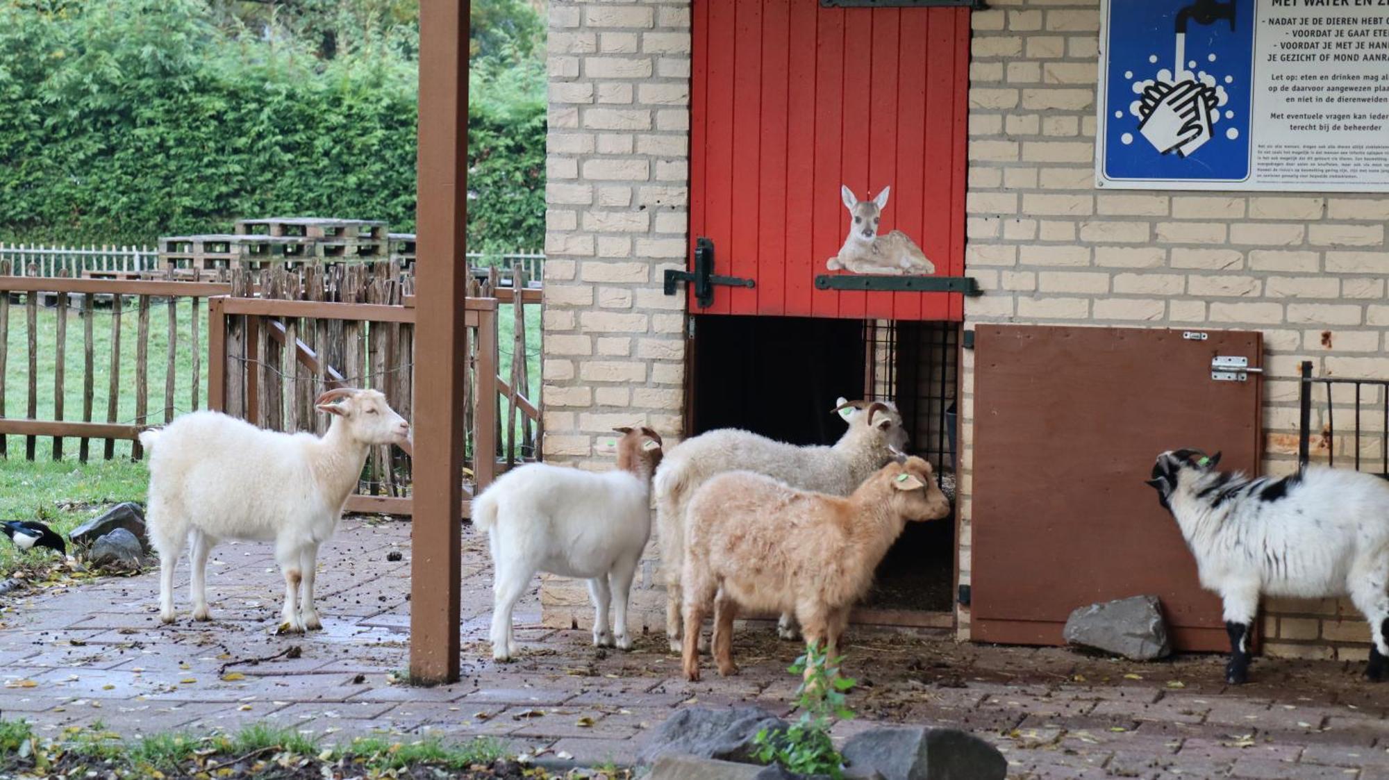 Het Huys Ewijk Mooi Luxe En Een Laadpaal Esterno foto